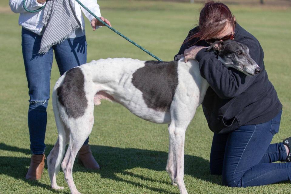 Famous Dog is very underweight and has decaying teeth which make eating food difficult.