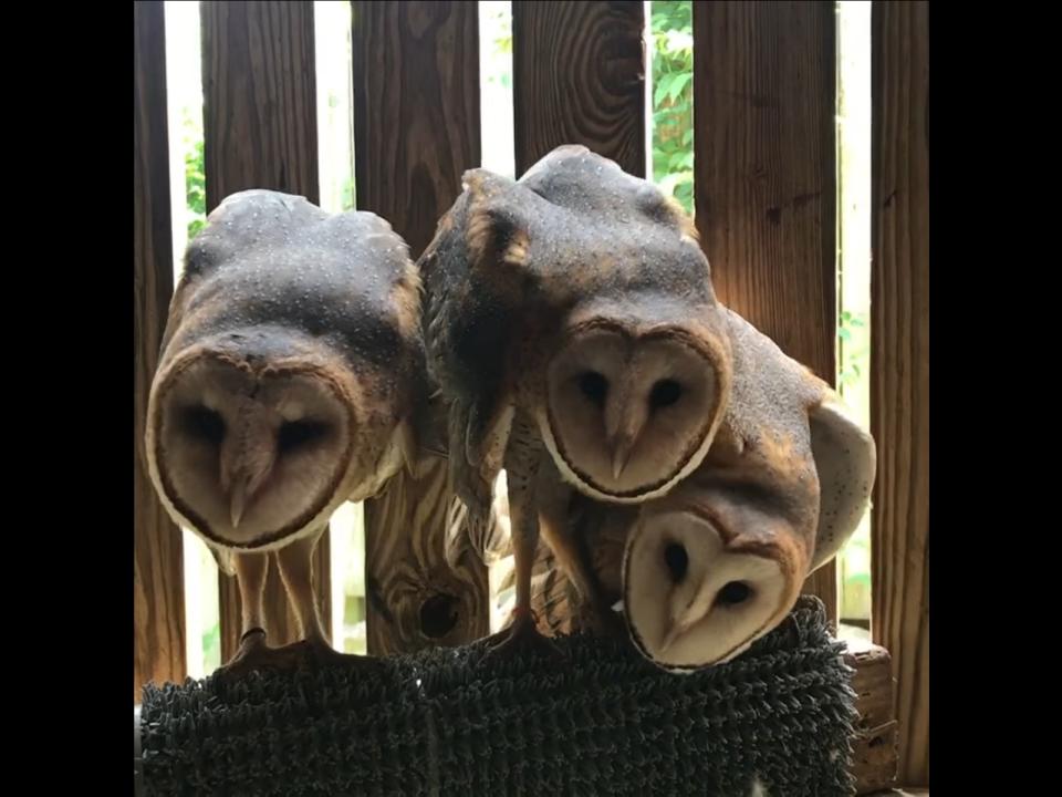 <p>三隻倉鴞一看到人便伸長脖子超魔性詭異繞圈。（圖／Facebook@Raptor Rehabilitation of Kentucky Inc） </p>
