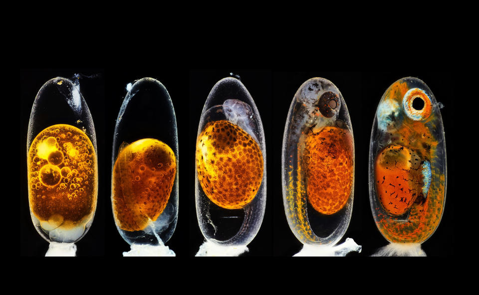 (Photo: Daniel Knop/Nikon Small World)