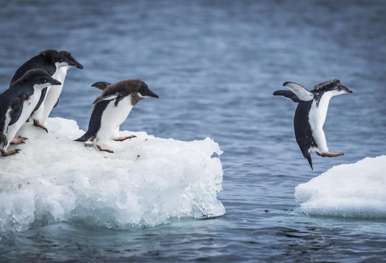 The disaster struck a colony of Adelie Penguins (Rex)