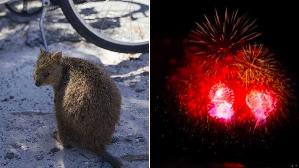 PETA has written to the Rottnest Island Authority requesting ‘silent’ fireworks so as not to scare the local quokkas. Source: AAP/7News