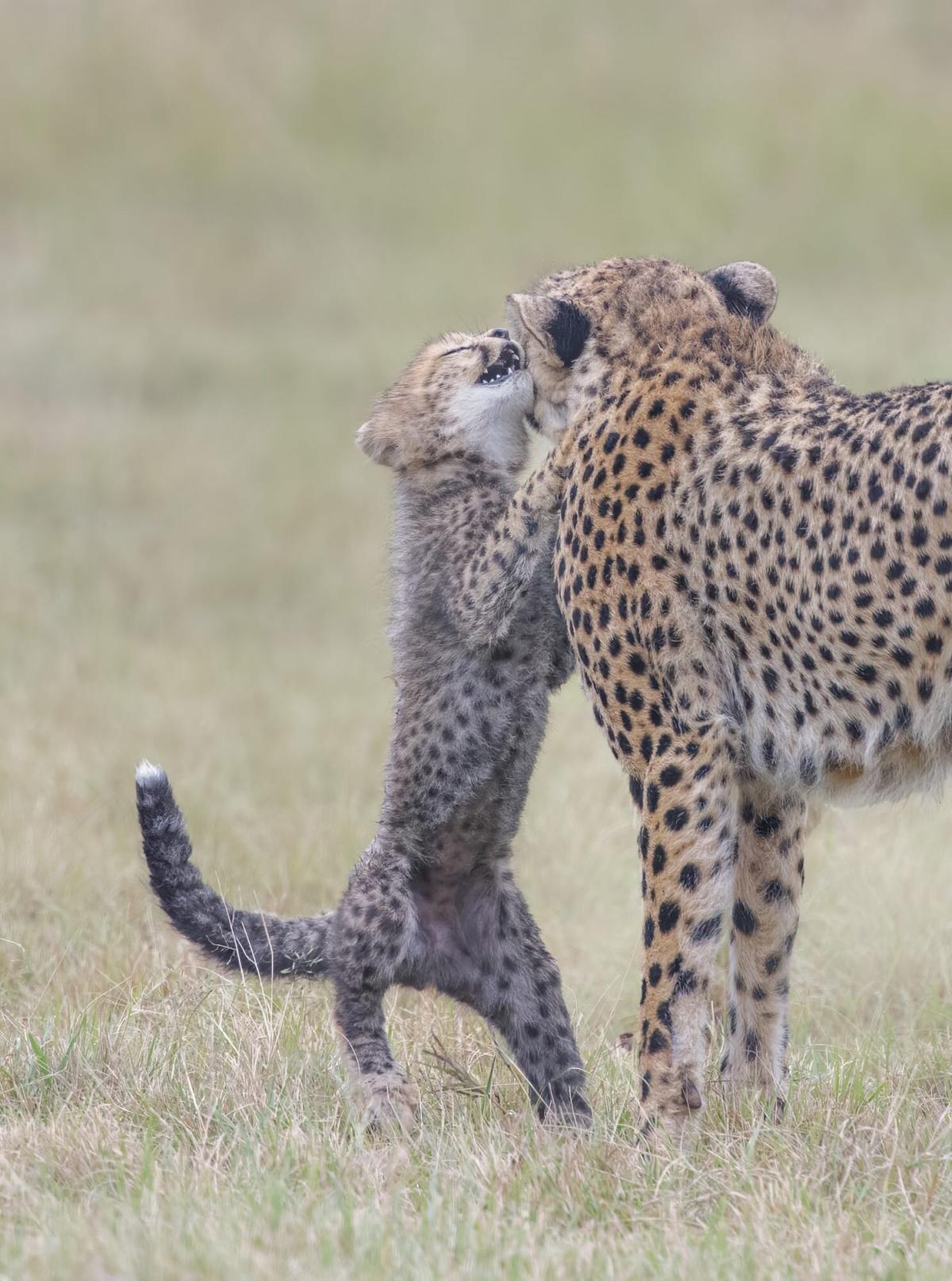 Cheetah Mom's Playful Moment With Her Smiling Cubs Caught on Camera: It ...