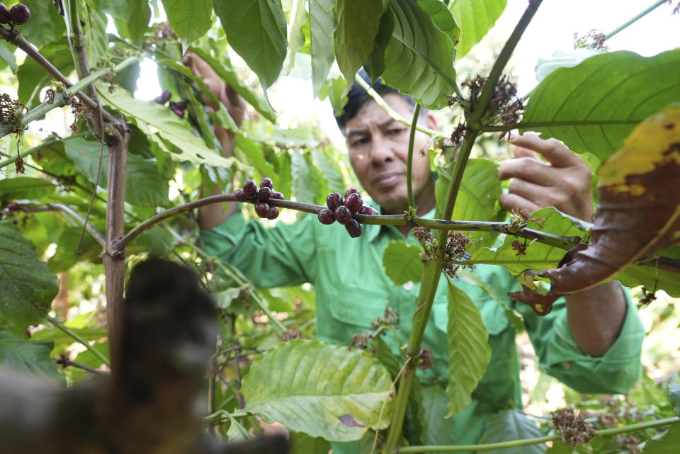 Farmer Le Van Tam tends coffee plants at a coffee farm in Dak Lak province, Vietnam, on Feb. 1, 2024. New European Union rules aimed at stopping deforestation are reordering supply chains. An expert said that there are going to be "winners and losers" since these rules require companies to provide detailed evidence showing that the coffee isn't linked to land where forests had been cleared. (AP Photo/Hau Dinh)