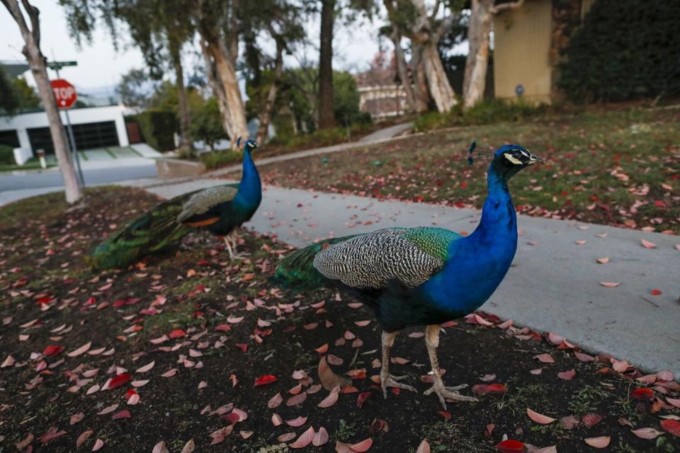 South Pasadena is removing its peafowl.