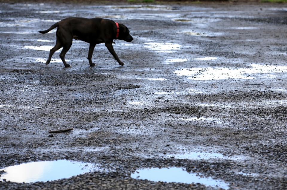 Ike walks pasts puddles and potholes at the dog park at Minto-Brown Island Park in April 2023 in Salem, Ore. The dog park parking lot is one of two lots at Minto-Brown the city plans to improve.