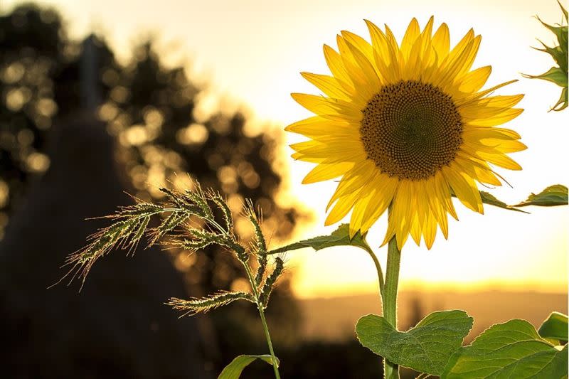 夏至後陽氣來到極盛。（示意圖／翻攝自Pixabay）