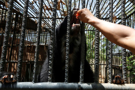 An employee gives papaya to an Andean bear at the Paraguana zoo in Punto Fijo, Venezuela July 22, 2016. REUTERS/Carlos Jasso