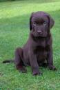 <p>Labradors are, simply put, eager: Eager to please, eager to love, and eager to share just about anything. The lovable hounds are easygoing with big or small families, and they couldn't be more excited to interact with other animals. Labs love <a rel="nofollow noopener" href="https://www.womansday.com/life/pet-care/g25603698/amazon-dog-gifts-2018/" target="_blank" data-ylk="slk:exercise;elm:context_link;itc:0;sec:content-canvas" class="link ">exercise</a>, particularly outdoors, and are one of America's most popular dog breeds to date.</p>