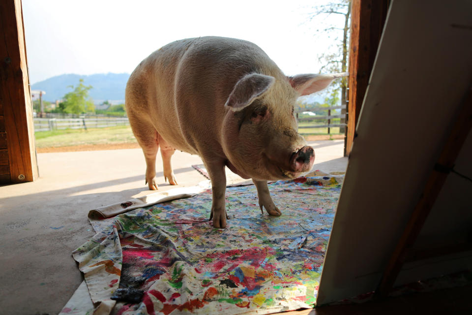 Pigcasso, a rescued pig, looks at a canvas after painting at the Farm Sanctuary in Franschhoek, outside Cape Town, South Africa. (Photo: Sumaya Hisham/Reuters)