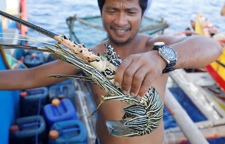 A Philippine fisherman smiles as he shows a freshly caught live lobster at the disputed Scarborough Shoal April 6, 2017. Picture taken April 6, 2017. REUTERS/Erik De Castro