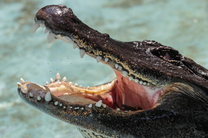 An alligator named Muja eats a quail in its enclosure in Belgrade&#39;s Zoo, Serbia, August 14, 2018. Muja is officially the oldest American alligator in the world living in captivity. He was brought to Belgrade from Germany in 1937, a year after the opening of the Zoo. Muja survived three bombings of Belgrade, the Second World War and all hardships the Zoo went through. REUTERS/Marko Djurica