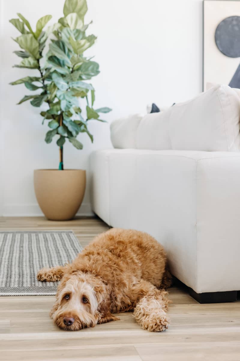 Dog lying on floor in white living room