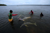 Biologists feed Amazon river dolphins, known as botos, in a nature preserve and tourist area on the banks of the Tocantis River, in the municipality of Mocajuba, Para state, Brazil, Saturday, June 3, 2023. (AP Photo/Eraldo Peres)