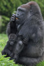 BRISTOL, ENGLAND - MAY 04: Bristol Zoo's baby gorilla Kukena holds onto his mother's arm as he ventures out of his enclosure at Bristol Zoo's Gorilla Island on May 4, 2012 in Bristol, England. The seven-month-old western lowland gorilla is starting to find his feet as he learns to walk having been born at the zoo in September. Kukena joins a family of gorillas at the zoo that are part of an international conservation breeding programme for the western lowland gorilla, which is a critically endangered species. (Photo by Matt Cardy/Getty Images)