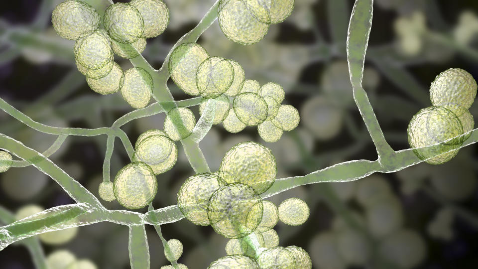 A computer illustration of the fungus Candida auris.