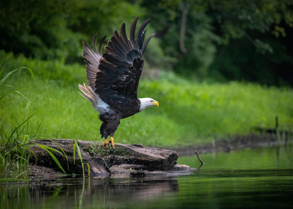 A bald eagle flies over the Farmington River in Connecticut. The river, which also flows through Massachusetts, ranked sixth on the American Rivers list of "most endangered rivers" this year.