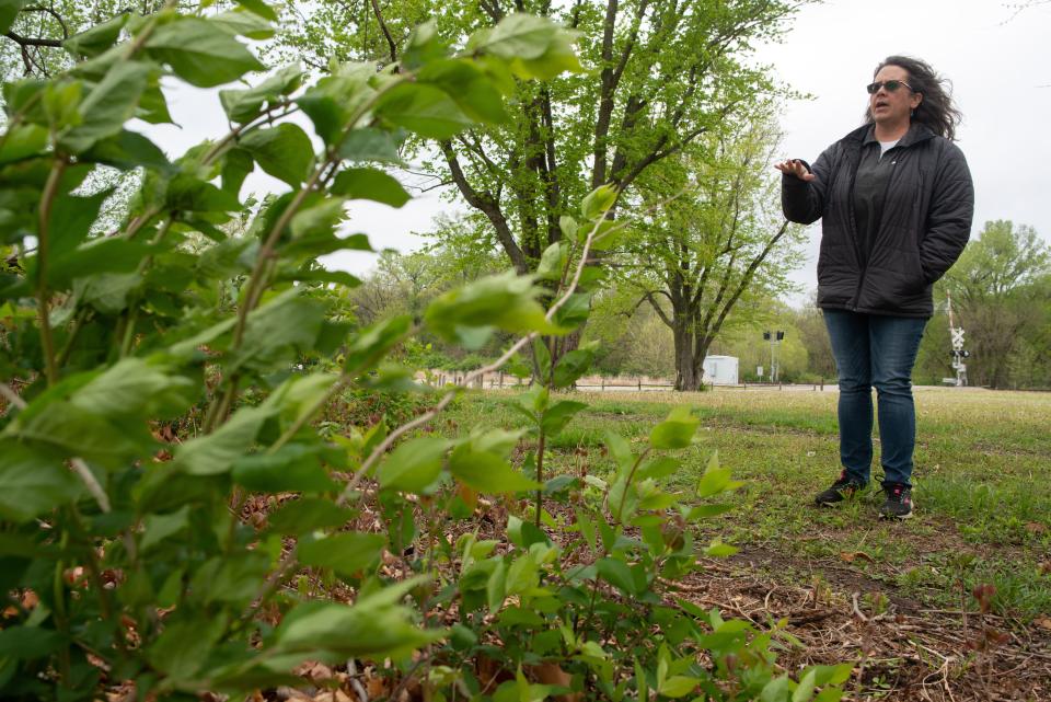 Kim Bellemere, program manager for Friends of the Kaw, talks about how honeysuckle plants on the banks of the Kansas River contribute to erosion.