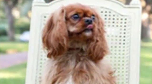 A US family has claimed their pet dog Lulu died in the cargo hold of an United Airlines flight that was reportedly delayed on the tarmac for two hours. Picture: Supplied