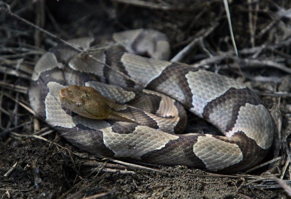 A copperhead snake in brush at Falls Lake near Raleigh, NC.