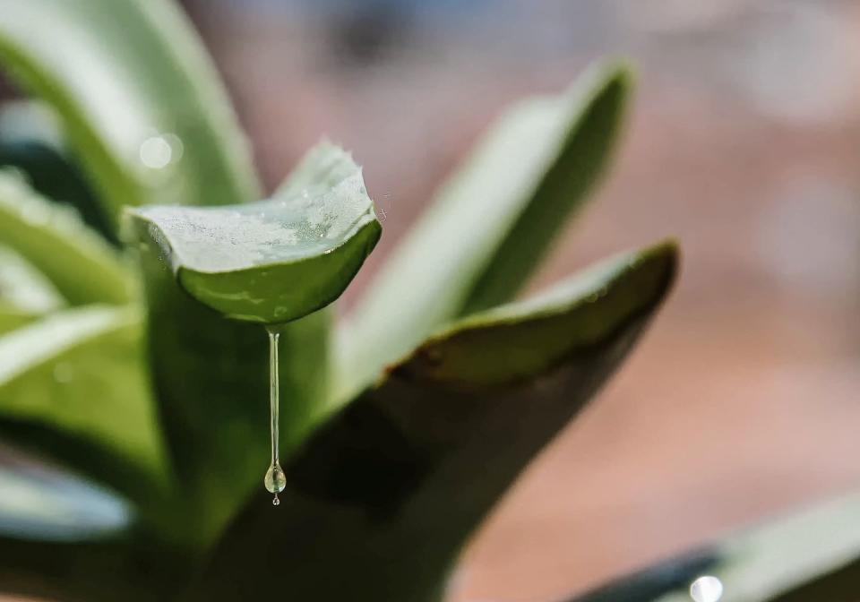 aloe vera plant gel