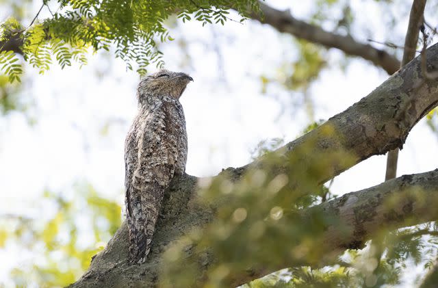 <p>Nyctibius grandis / Getty Images</p>