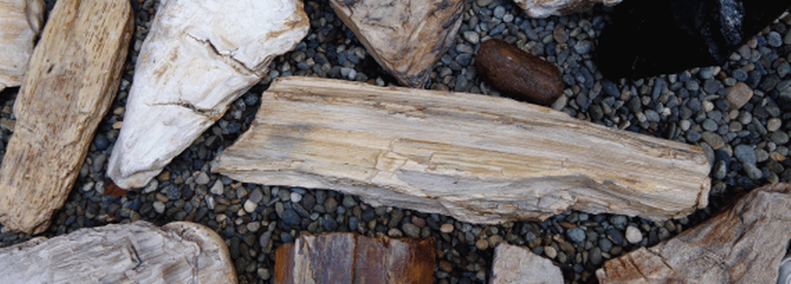 Oligocene petrified wood. 