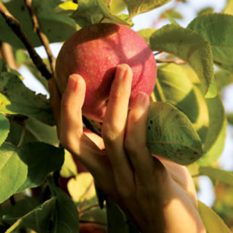 Should You Be Picking Organic Apples?