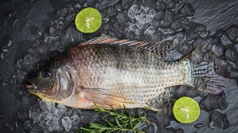 Whole tilapia on icy slate