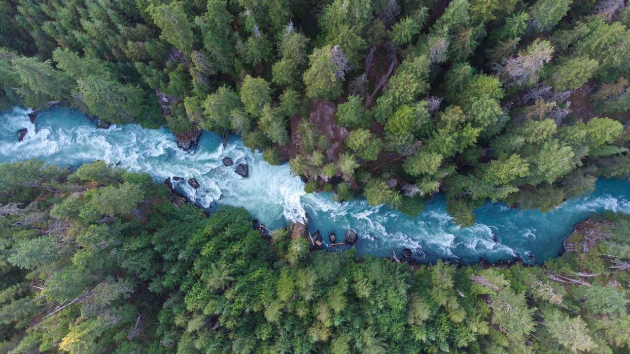 Drone view of a lush green coastal forest. Beauty in nature. Environmental conservation backgrounds. Cheakamus River in Whistler, Canada.