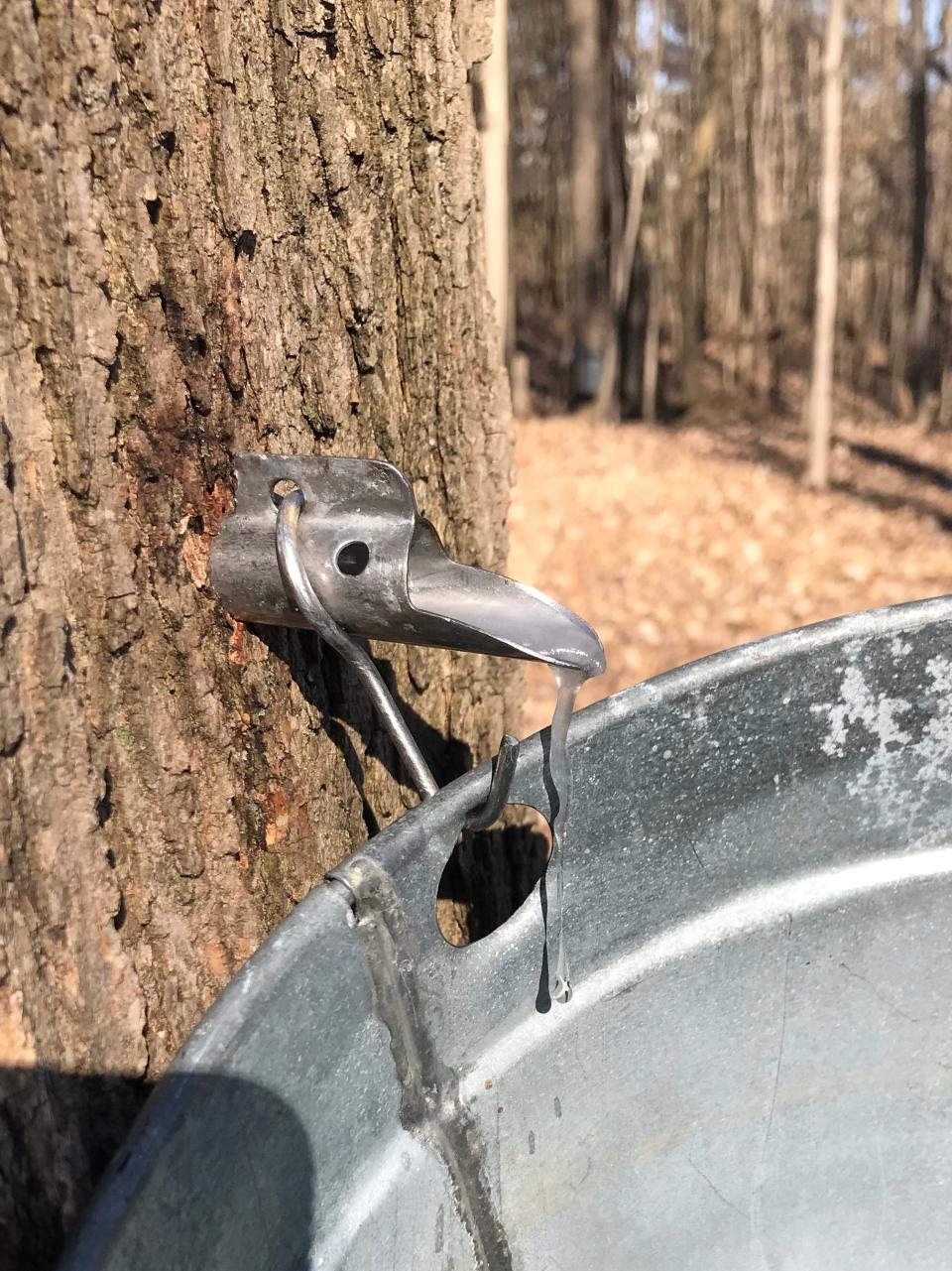 The spile is inserted into a hole drilled in the maple tree, allowing sap to drip into hanging buckets when daytime temperatures get above freezing.