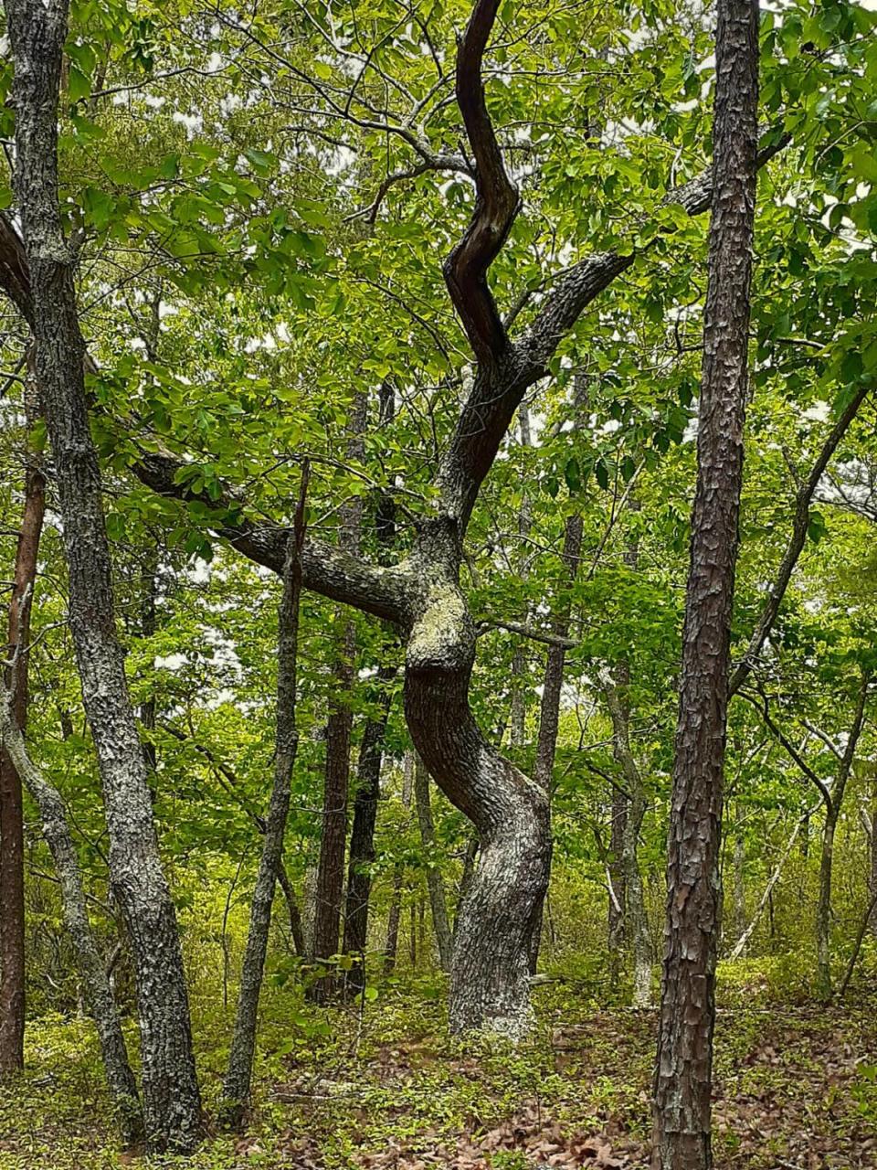 Reader James Wilson’s favorite tree in the Triangle is in Hillsborough.