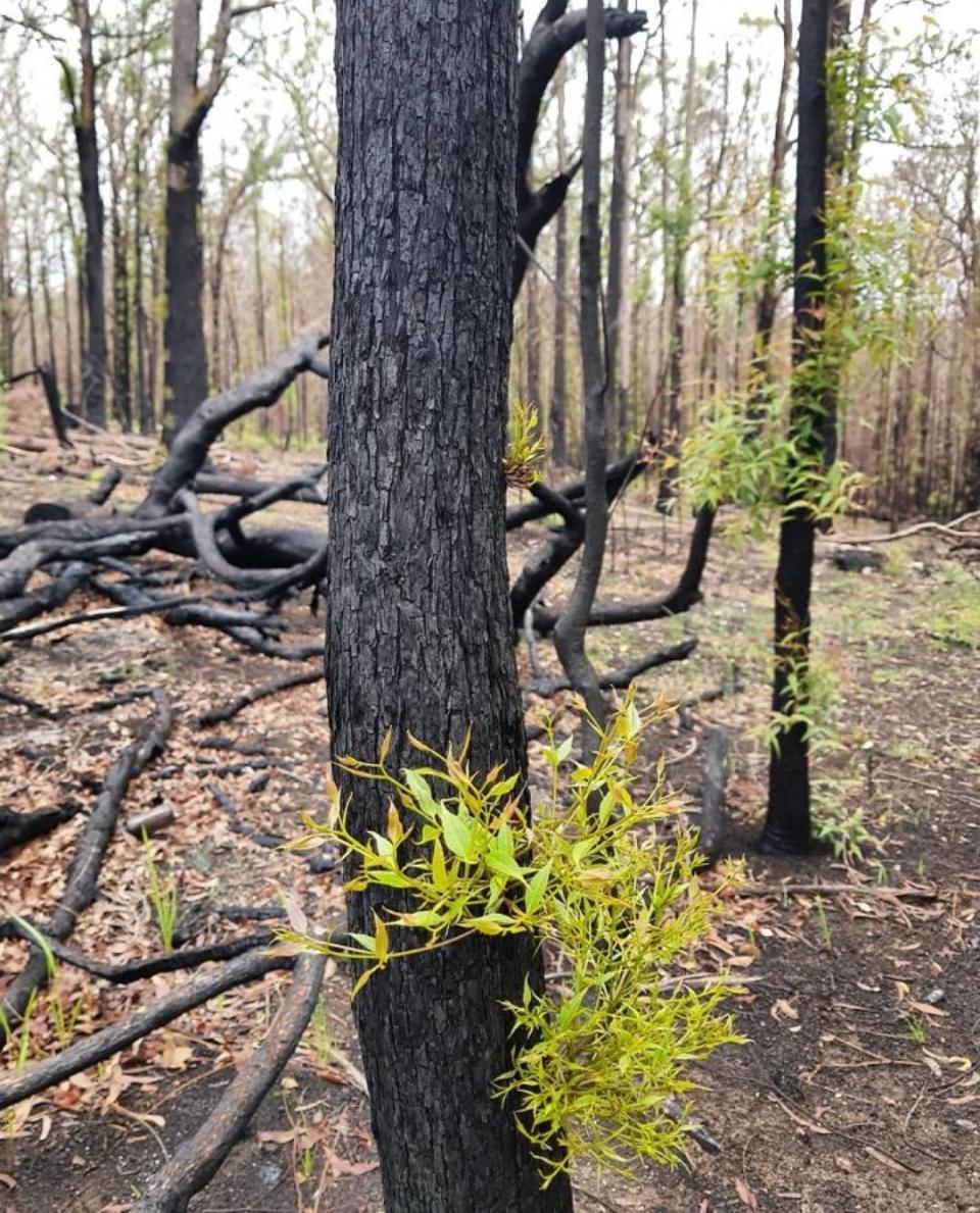 Incendios de Australia: la vida se abre paso entre las cenizas