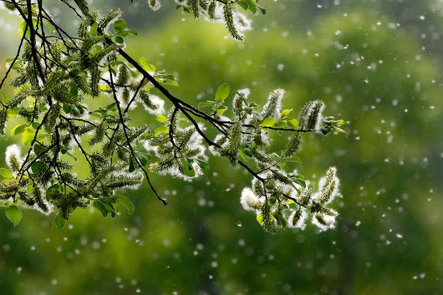 <p>Getty</p> Tree pollen