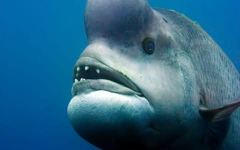 A male Kobudai (Asian Sheephead Wrasse) 