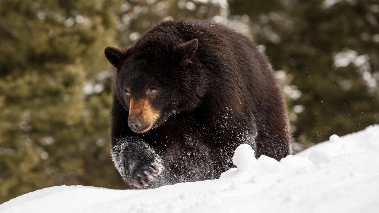  Black bear walking through snow. 