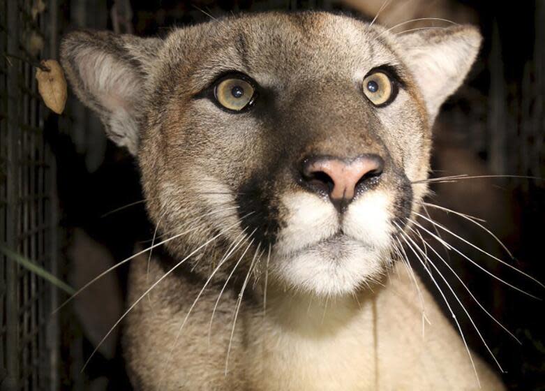 A file photo of P-81, a young male mountain lion who was killed by a vehicle in January 2023. Another cougar was similarly struck and killed early Saturday on the 101 Freeway in Agoura Hills.