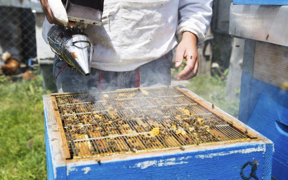 Bee smoke and hutch - Credit: nikodash - stock.adobe.com