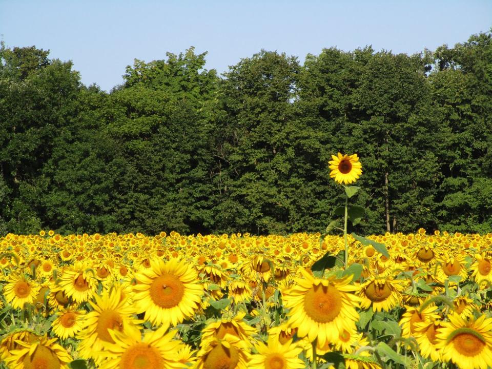 Treasured Haven Farm in Rush City, Minnesota