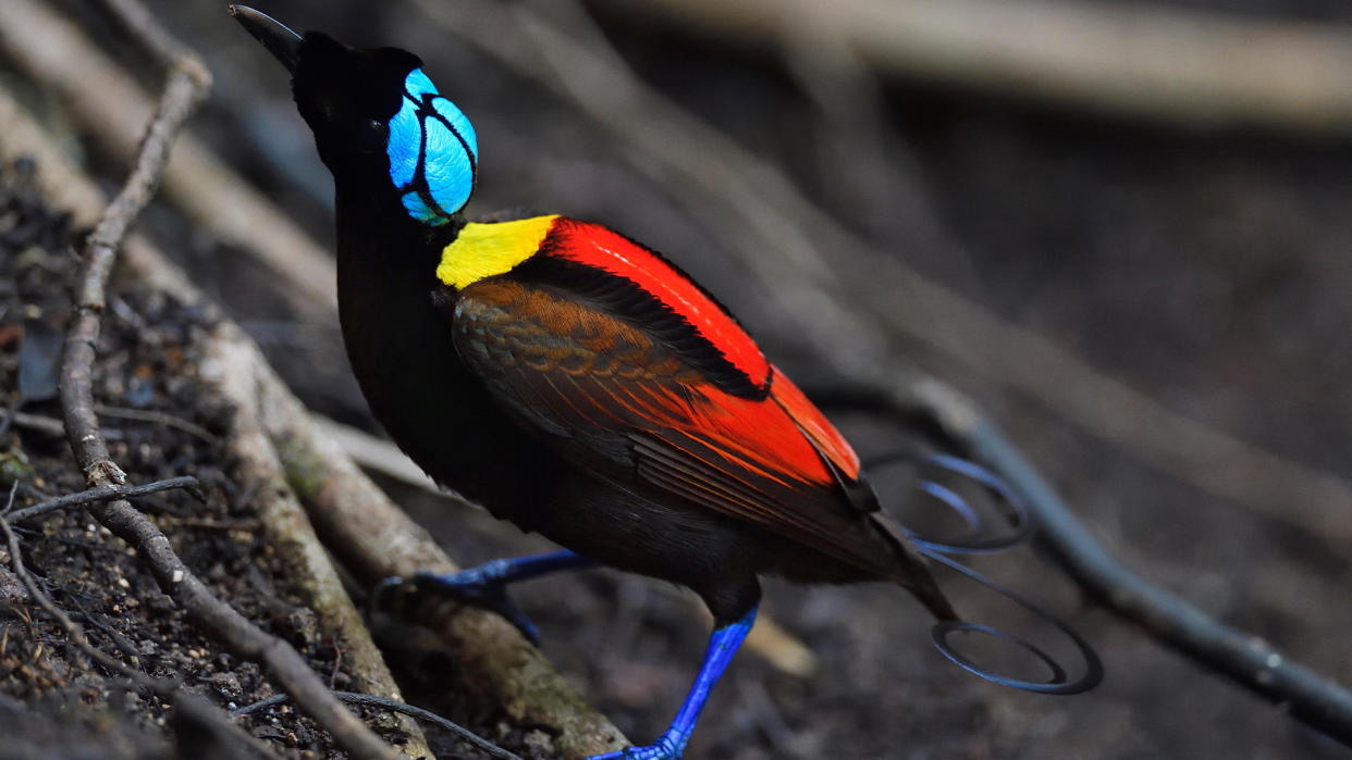  Wilson's bird-of-paradise (Cicinnurus respublica), Waigeo, Raja Ampat, Western Papua, Indonesian New Guinea. 