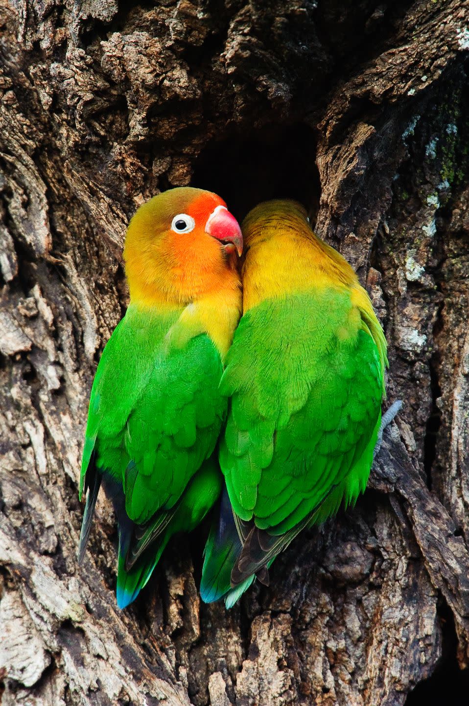 4) Lovebird