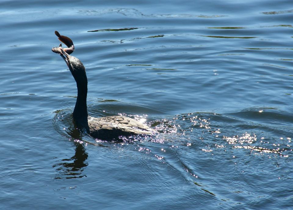 Fish for dinner again? A double-crested cormorant at Big Cypress Oasis Visitor Center. Taken with a Canon EOS Rebel T2i, 135 mm, f/6.3, 1/250.