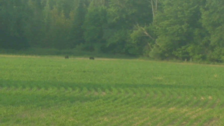 A farmer spots two bears in the distance on his farm. (Courtesy Ron Gillison)