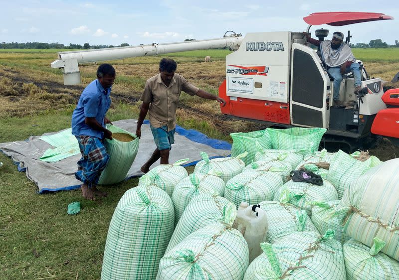 Starved of fuel and fertiliser, Sri Lanka’s rice farms near collapse