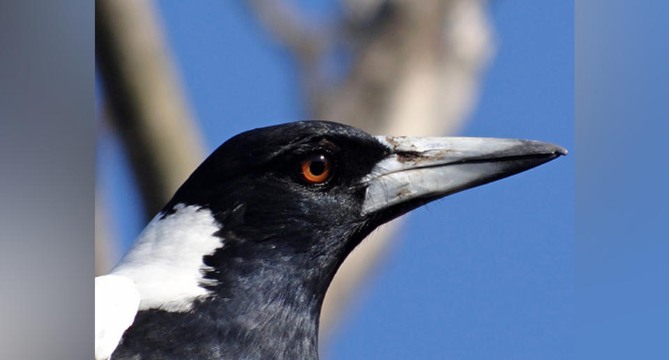 Male magpies become defensive in breeding season and launch swooping attacks