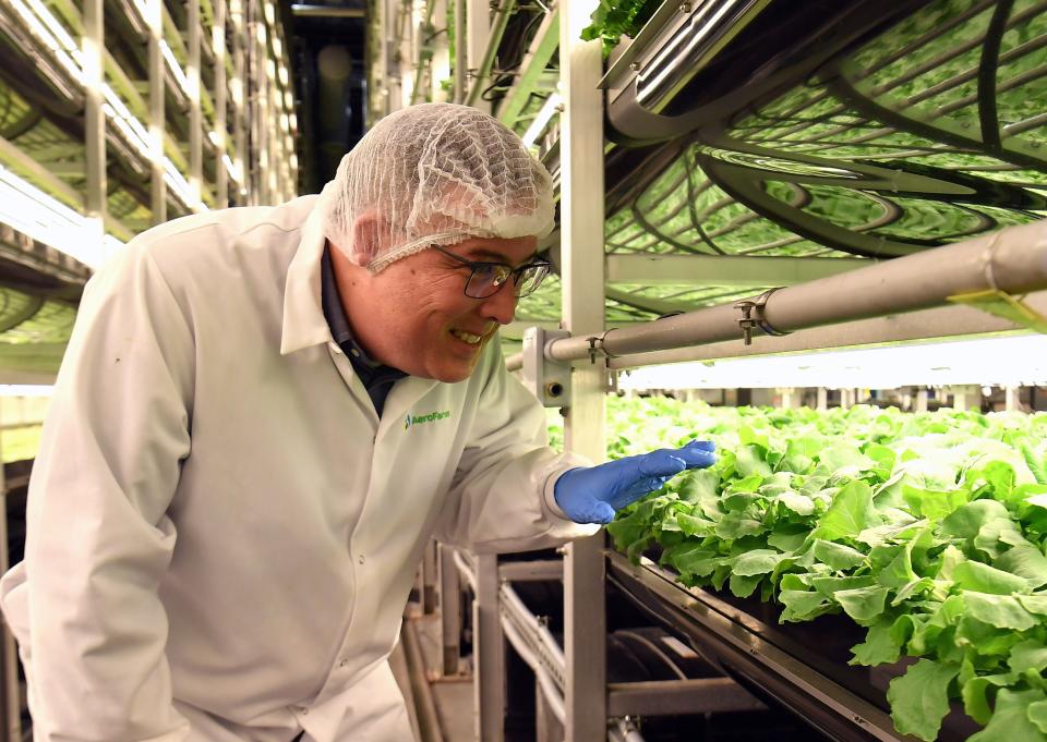 AeroFarms co-founder and chief marketing officer Marc Oshima looks at baby kale on February 19, 2019, in Newark, New Jersey. (Photo by Angela Weiss / AFP)