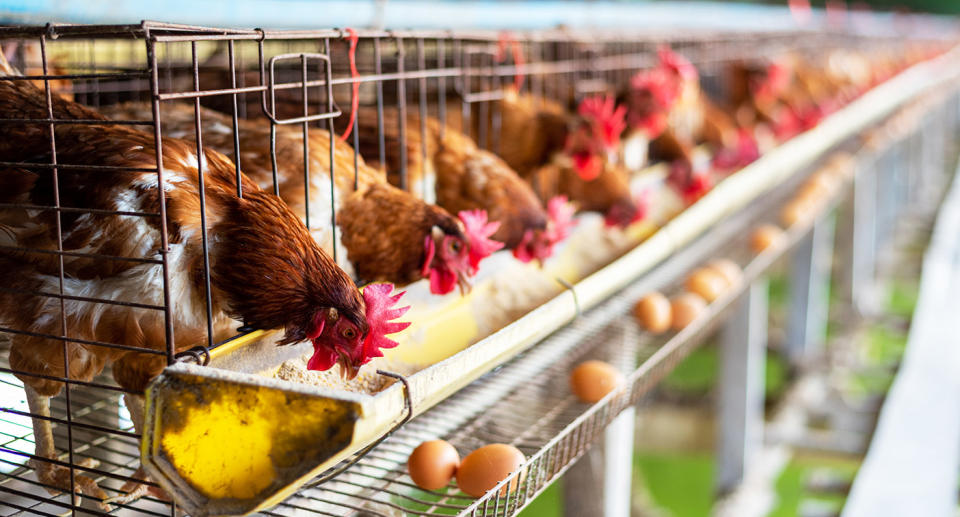 Battery hens pictured in their cages after Coles and Woolworths promised to move away from the practice.