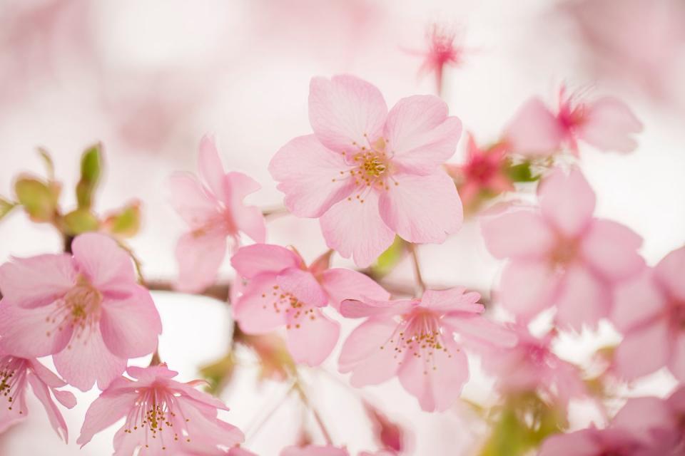 7) Cherry blossoms symbolize renewal.