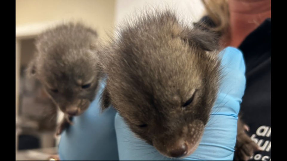 An Arizona resident took the litter to an organization for help.