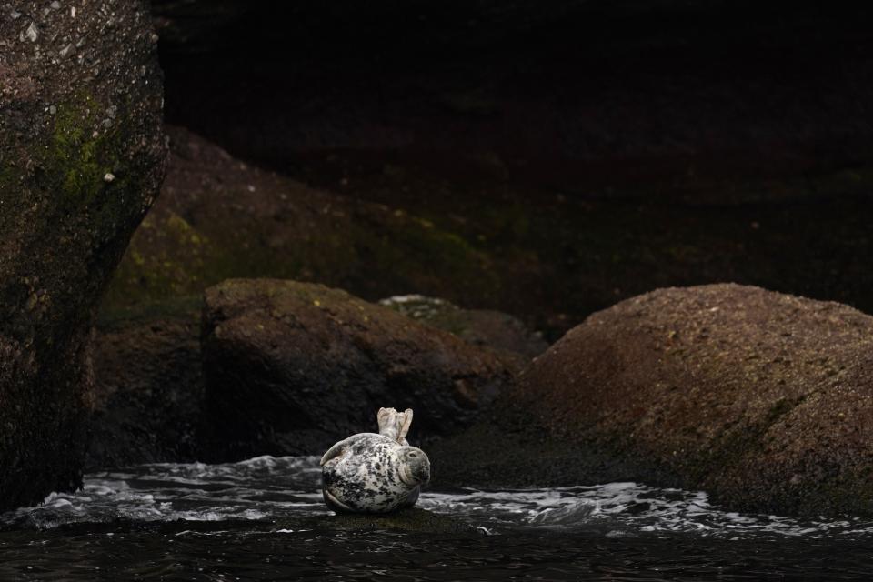 A seal looks out from a rock at the base of the cliffs of Bonaventure Island in the Gulf of St. Lawrence off the coast of Quebec, Canada's Gaspe Peninsula, Tuesday, Sept. 13, 2022. (AP Photo/Carolyn Kaster)