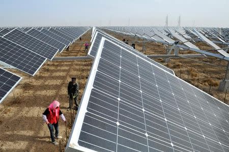 Workers plant wolfberries among solar penals in Yinchuan, Ningxia Hui Autonomous Region, China, April 18, 2017. REUTERS/Stringer/Files